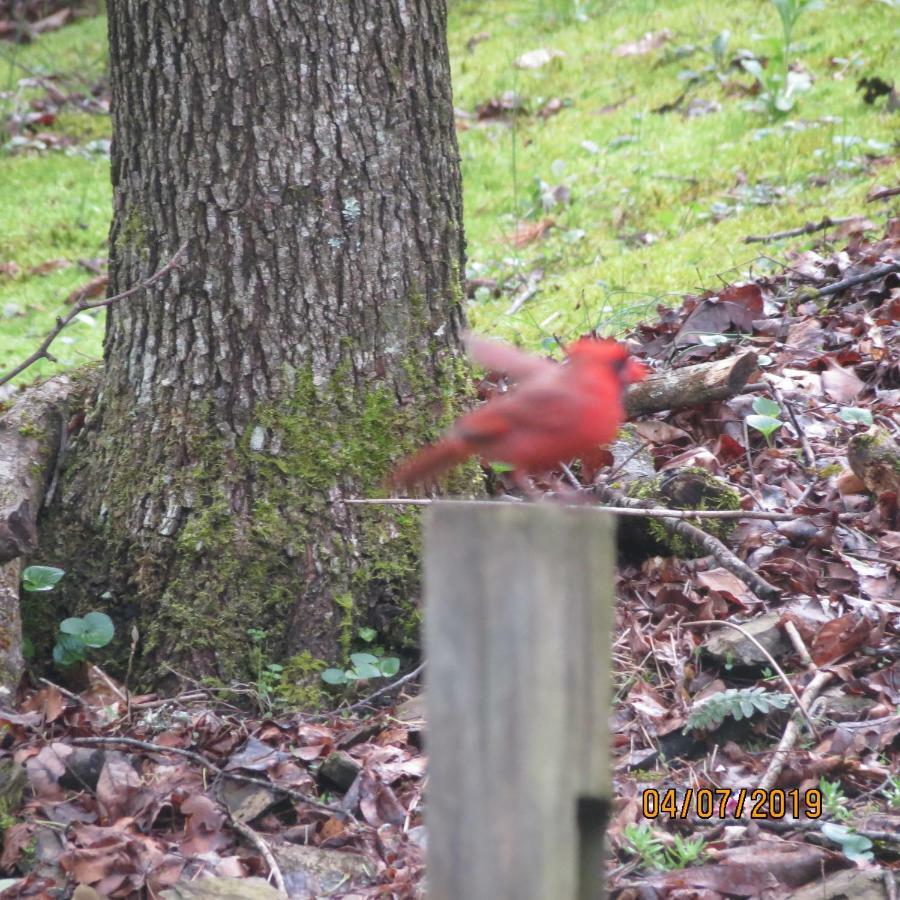 Cozy Creek Cabin Pigeon Forge Esterno foto