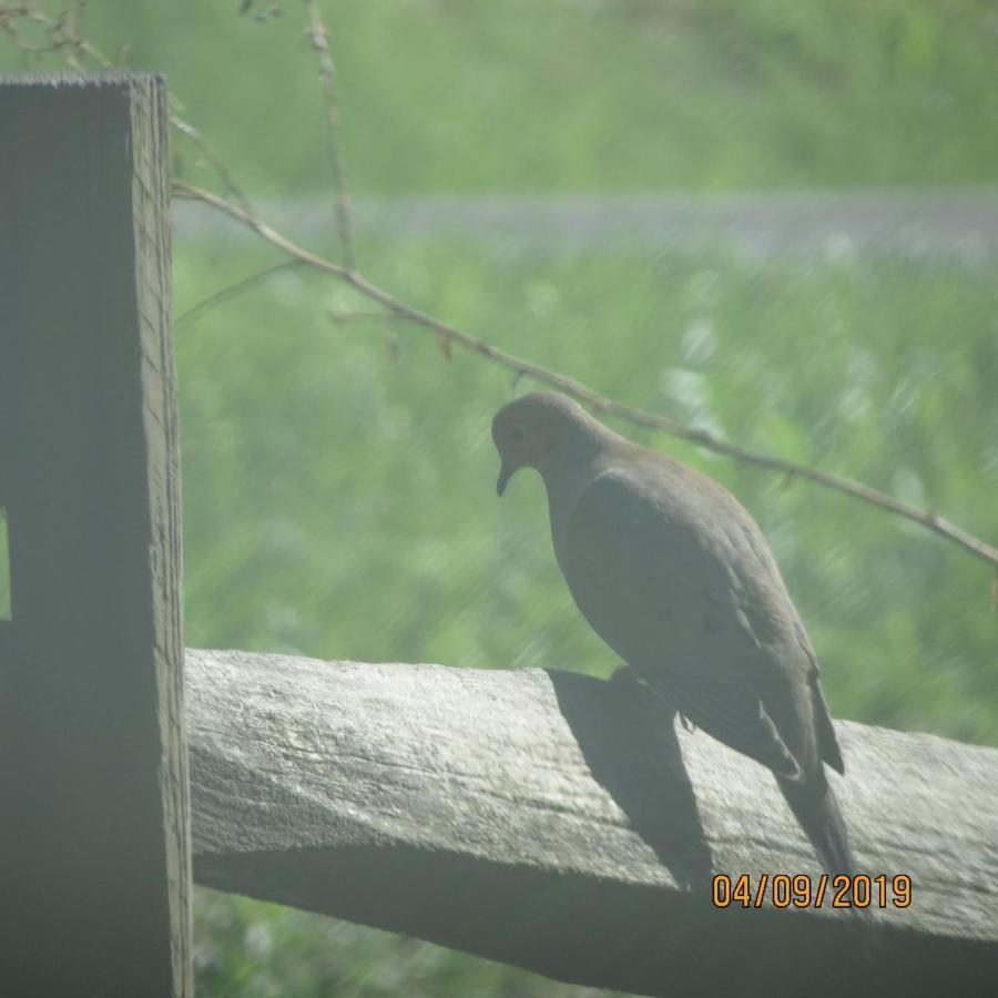 Cozy Creek Cabin Pigeon Forge Esterno foto